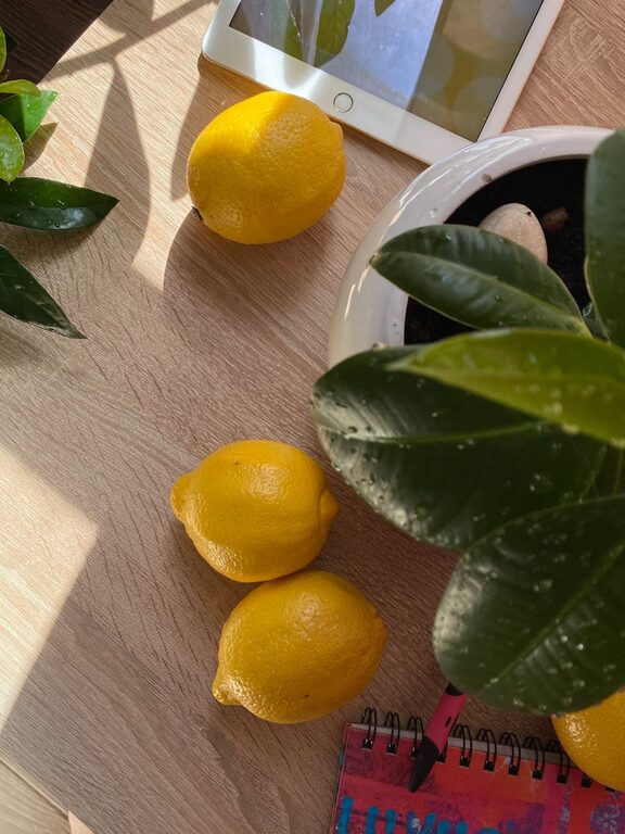 How to Refresh Your Home with Plants: A Simple Guide